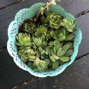 SUCCULENTS